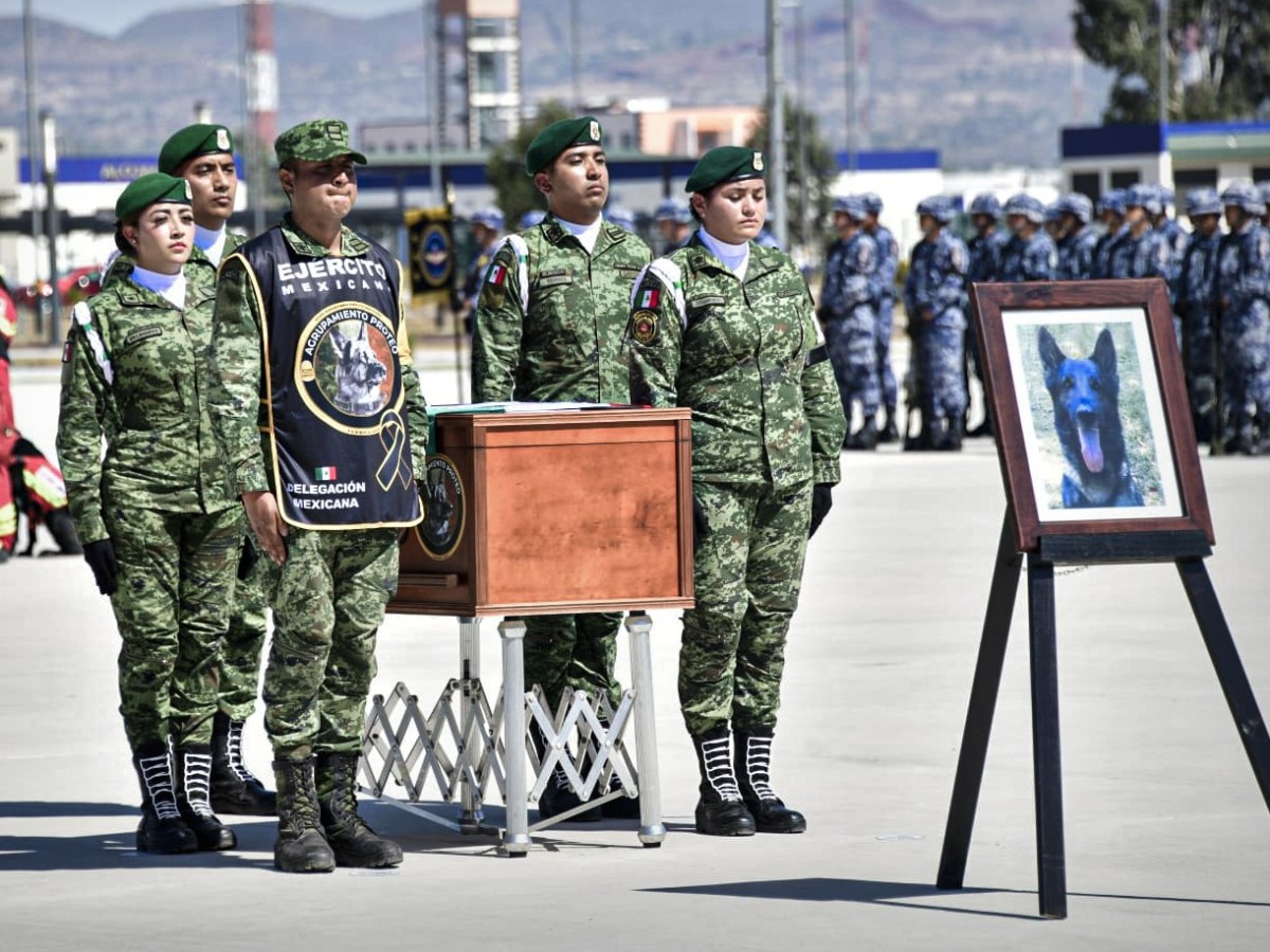 Así despidieron a Proteo, el perro rescatista de México que murió en Turquía