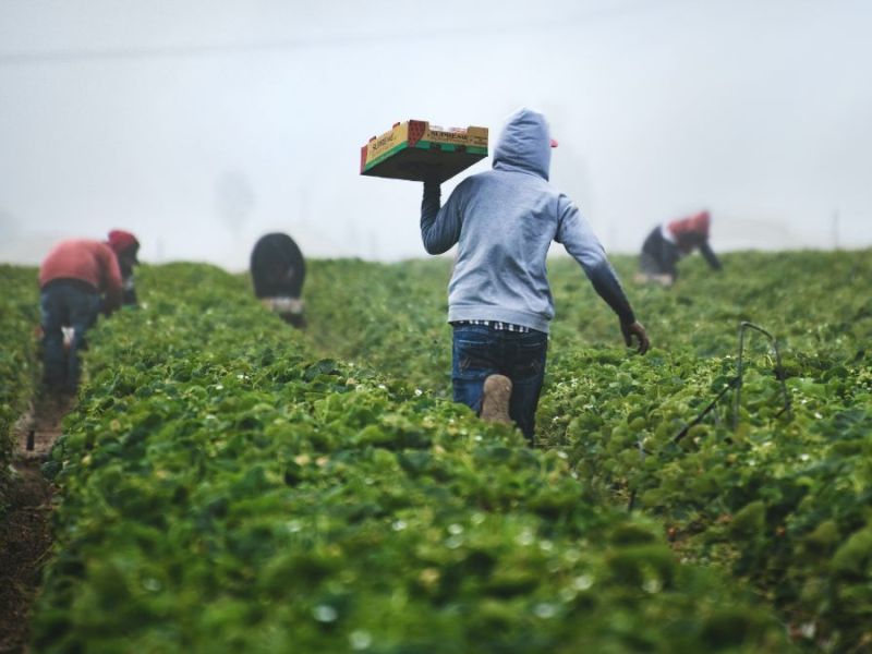 Qué son las visas H-2A para trabajadores agrícolas y cómo detectar posibles estafas