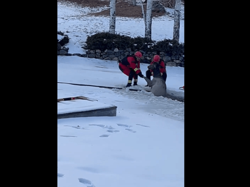 Socorristas rescatan a un alce que cayó dentro de un estanque congelado en Colorado