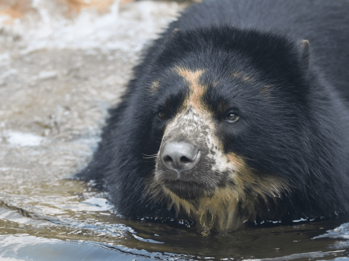 Un oso andino escapa de su recinto en el zoológico de St. Louis por segunda vez