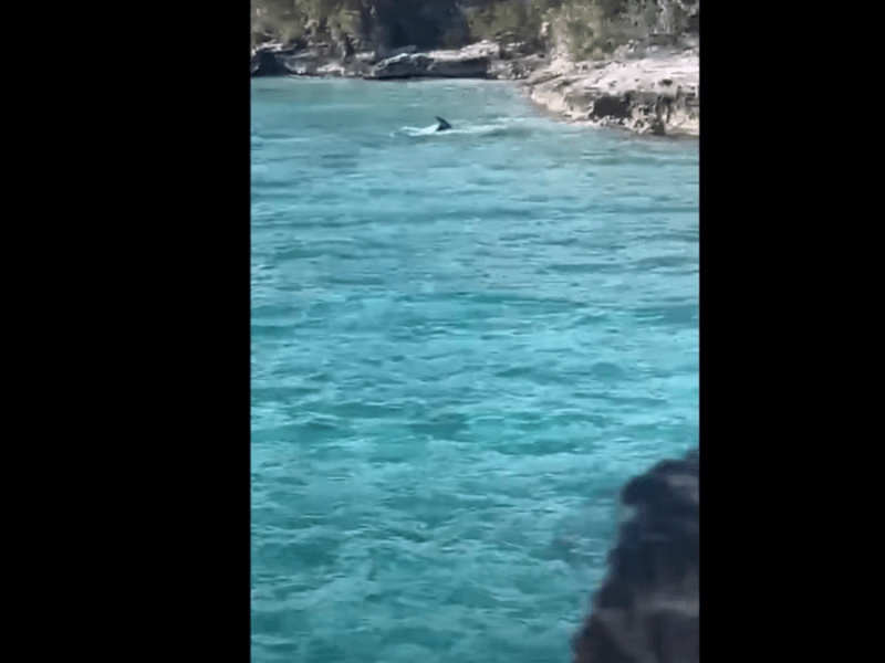 Perrito se viraliza en redes por ahuyentar a un tiburón frente a turistas