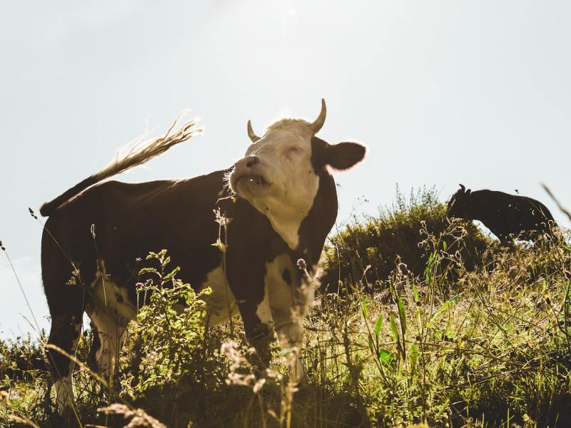 Autoridades ordenan matanza de vacas salvajes en Nuevo México