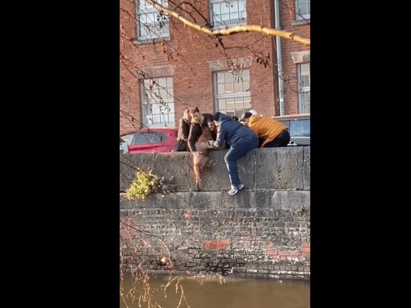 Siete jóvenes unieron fuerzas para rescatar a un perro que cayó en canal de Manchester