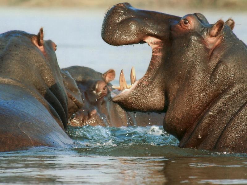 Los hipopótamos de Pablo Escobar se van de Colombia ¿A dónde los trasladarán?