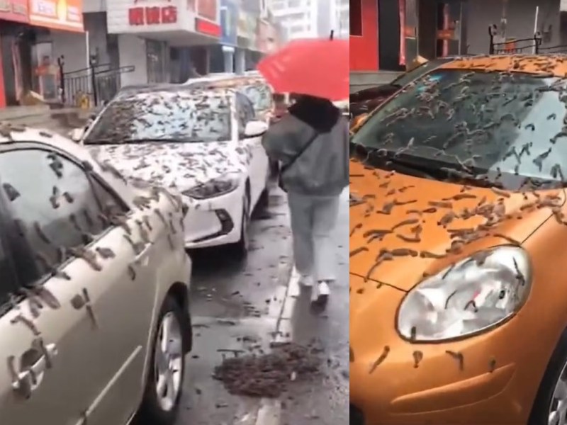 Reportan una “lluvia de gusanos” en China que alarma a los habitantes