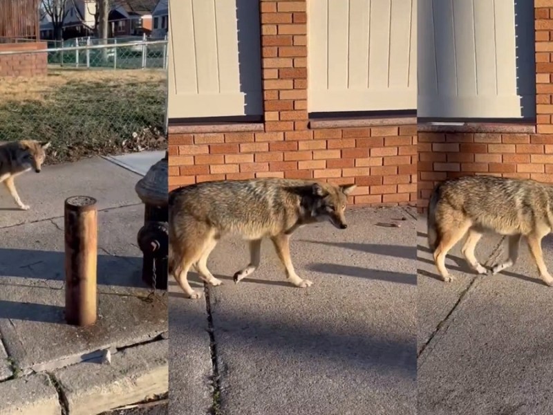 Se viraliza video de un coyote paseando en las calles de Queens, Nueva York