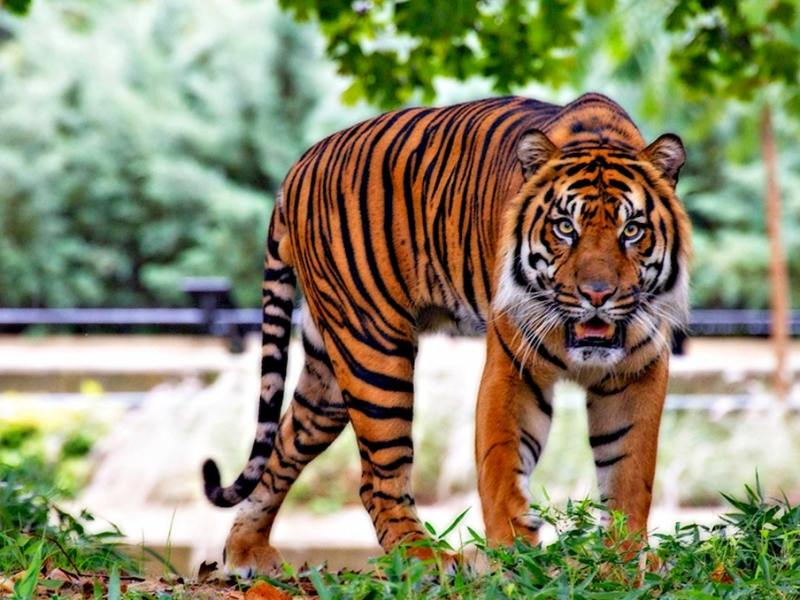 Un tigre desapareció del zoológico de Georgia después de la tormenta