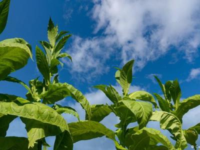 Investigadores logran captar los sonidos que emite una planta por estrés