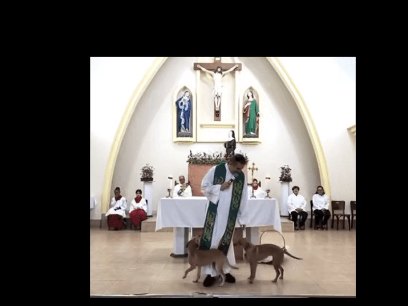 Perritos entran a una misa en Brasil y se viralizan por lo que hicieron