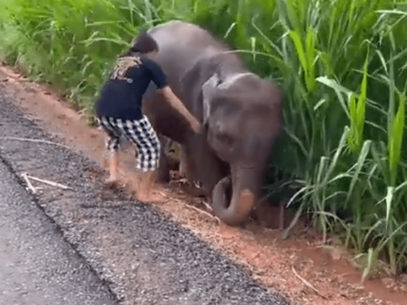 Mujer ayudó a un elefante a salir del lodo y el animal le agradeció