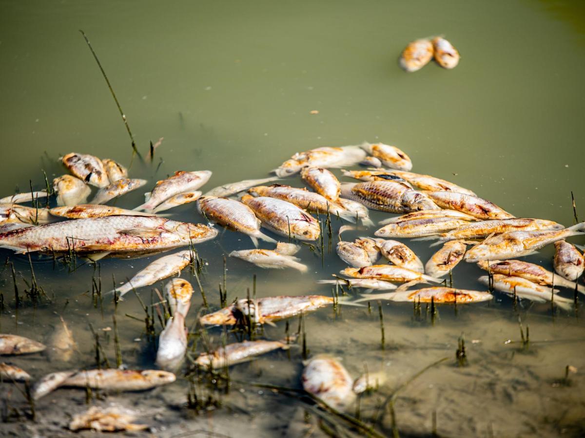 Millones de peces muertos bloquearon un río en Australia, ¿qué pasó?
