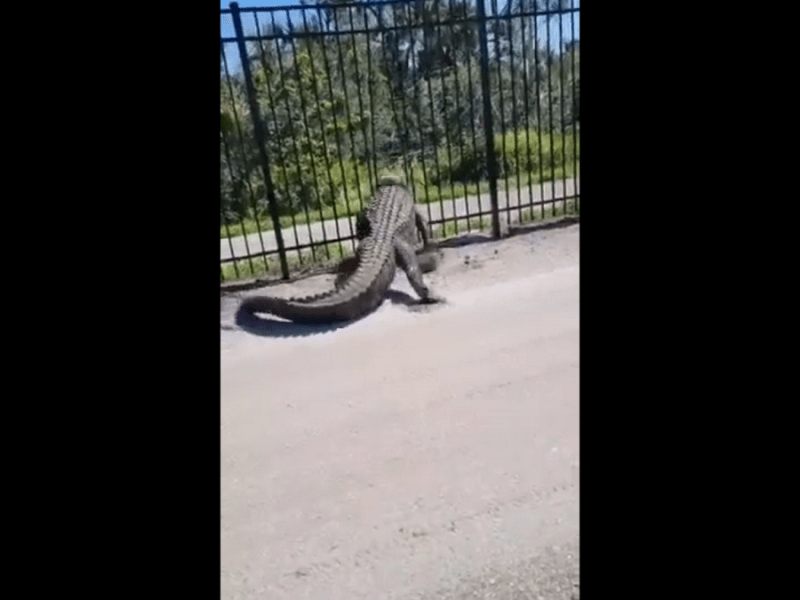 Graban cuando un cocodrilo traspasa una cerca de metal en Florida (Video)