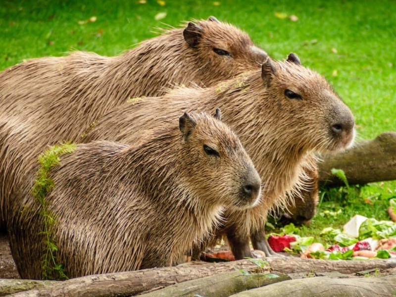 ¿Por qué los capybara son la nueva moda en TikTok?