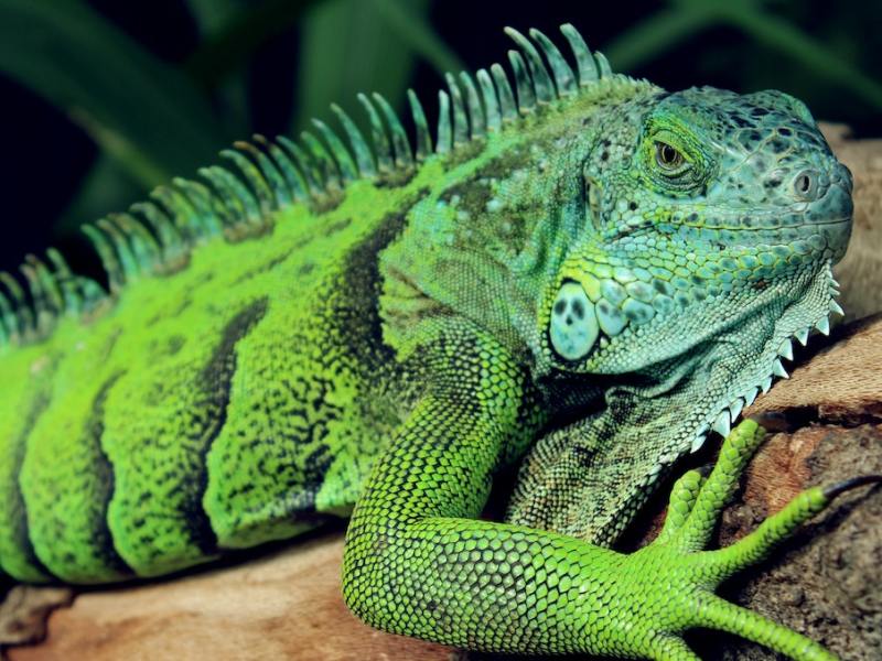 Reportan en EEUU primera enfermedad extraña por mordedura de una iguana