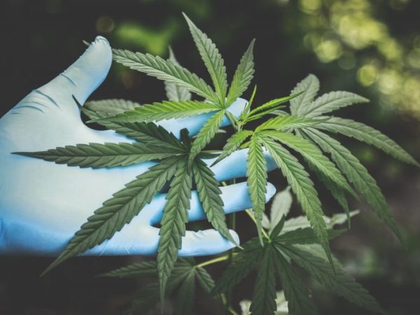 Departamento de Salud de EEUU sugiere cambios en las leyes federales sobre cannabis