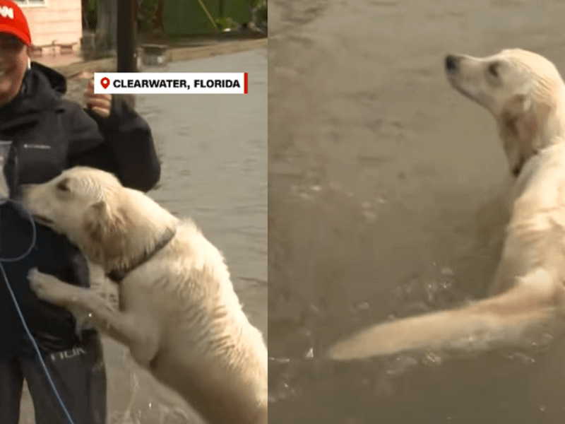Perro juega con periodista mientras cubría en vivo el huracán Idalia