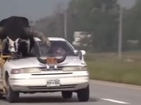 VIDEO | Un hombre conducía por Nebraska con un toro en su vehículo