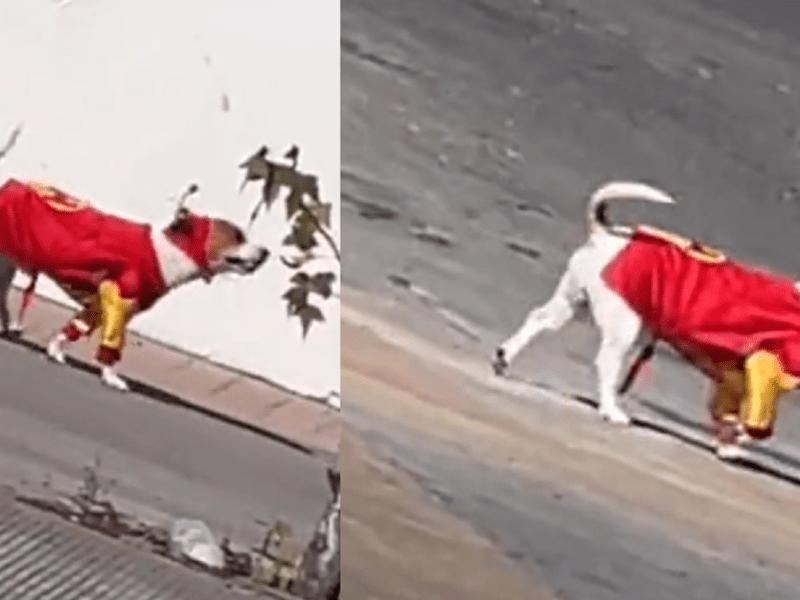 “Chesperrito”, la mascota que pasea por las calles disfrazada de El Chapulín Colorado