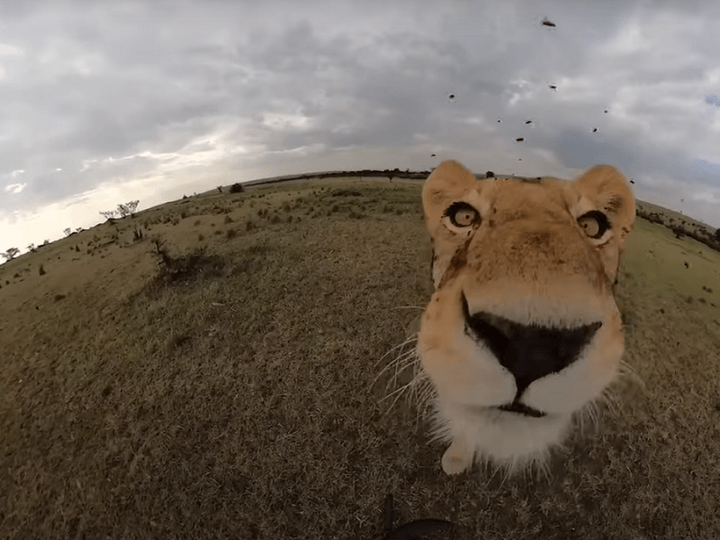 Leona se adueñó de una cámara GoPro y tomó estas imágenes