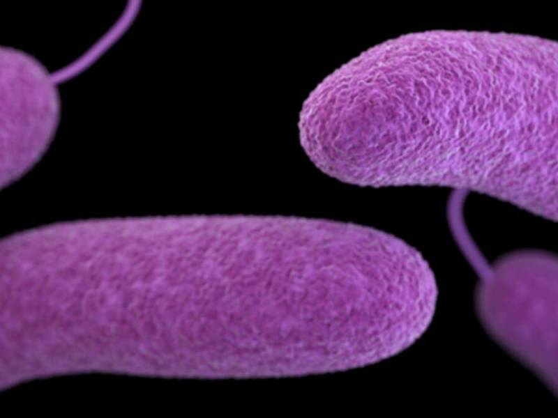 Los CDC lanzan alerta sobre la “bacteria come carne”: qué hay que saber
